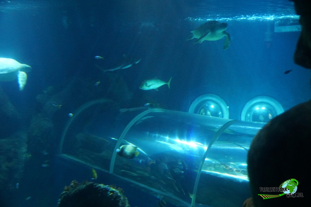 Unterwassertunnel - SEA LIFE Konstanz