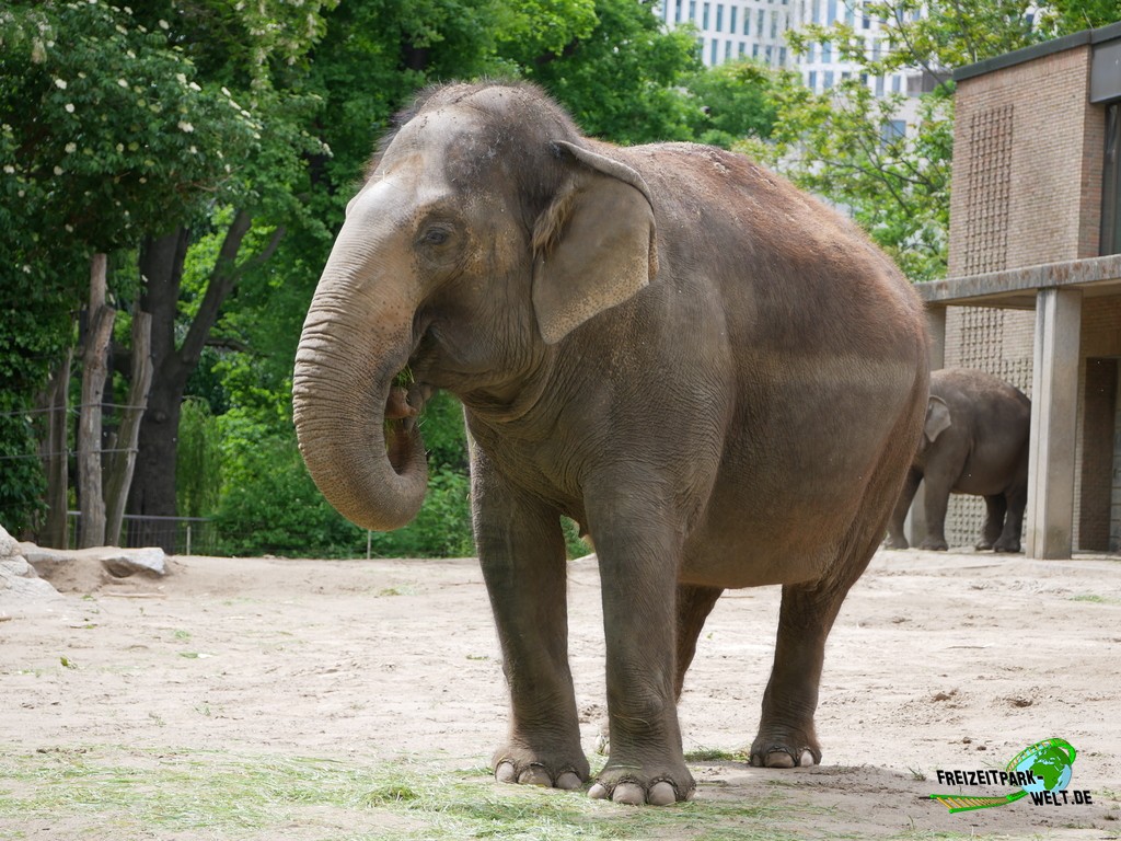 Asiatischer Elefant - Zoo Berlin