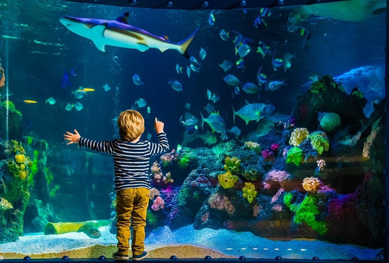 SEA LIFE Timmendorfer Strand - Highlights, Tipps & Review zum Besuch im  Aquarium | Freizeitpark-Welt.de