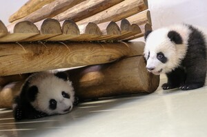 Panda-Zwillinge Leni und Lotti erkunden ihr „Spielzimmer“ im Zoo Berlin