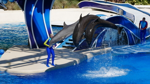 Mini-Galerie Seaworld Orlando Foto 1