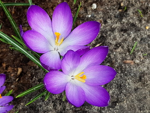 Mini-Galerie Keukenhof Foto 4