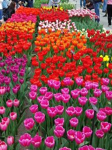 Mini-Galerie Keukenhof Foto 6
