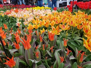 Mini-Galerie Keukenhof Foto 7