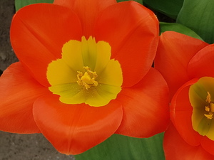 Mini-Galerie Keukenhof Foto 8