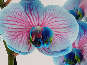 Mini-Galerie Keukenhof Foto 13