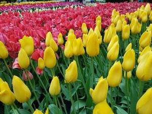 Mini-Galerie Keukenhof Foto 17