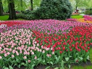 Mini-Galerie Keukenhof Foto 19