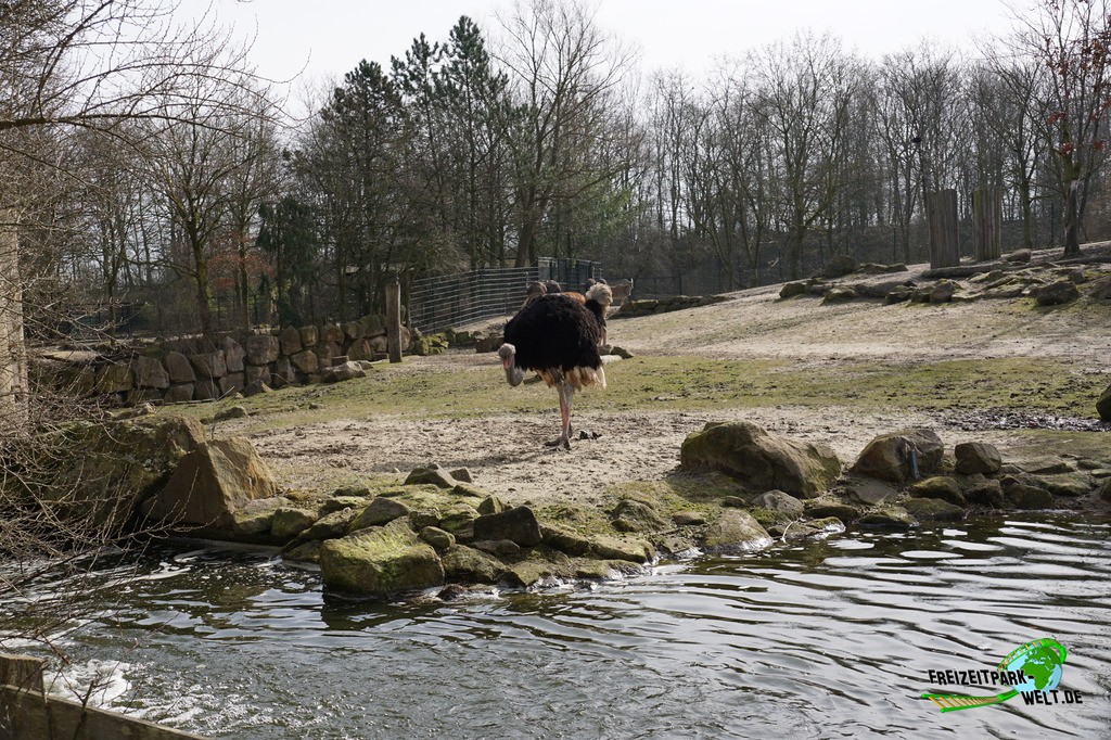 Südafrikanischer Blauhalsstrauß Allwetterzoo Münster Freizeitpark