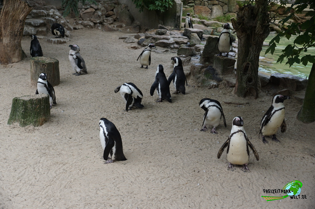 Asiatischer Elefant - Allwetterzoo Münster