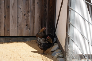 Aachener Tierpark Galerie