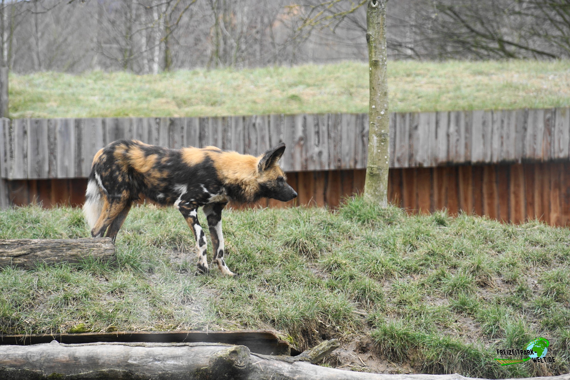 Afrikanischer Wildhund - GaiaZOO | Freizeitpark-Welt.de