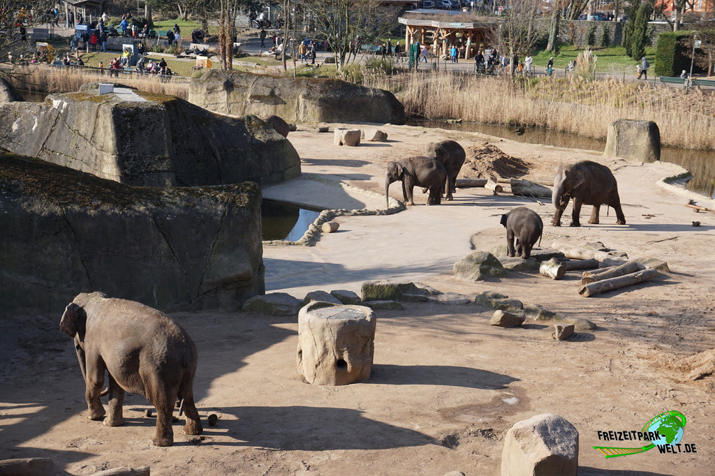 Asiatischer Elefant - Kölner Zoo