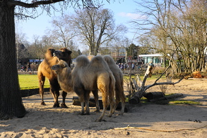 Mini-Galerie Kölner Zoo Foto 13