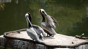 Mini-Galerie San Francisco Zoo Foto 5