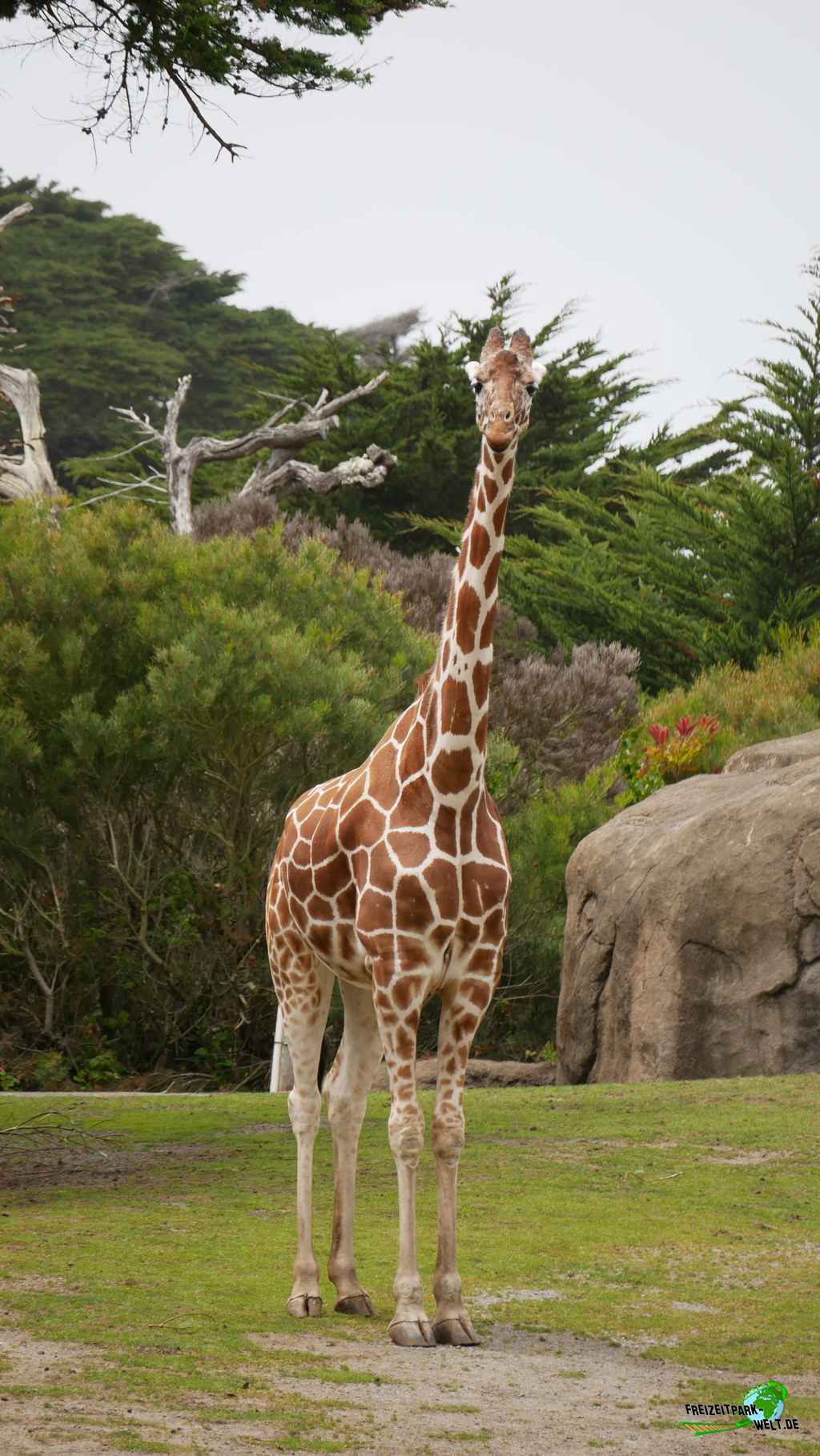 Giraffe im San Francisco Zoo - 2018