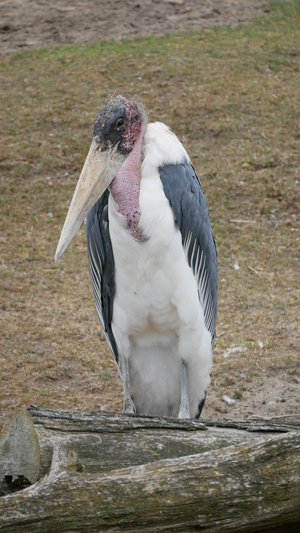 Mini-Galerie San Francisco Zoo Foto 6