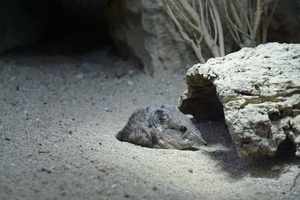 Tiergarten Straubing Galerie