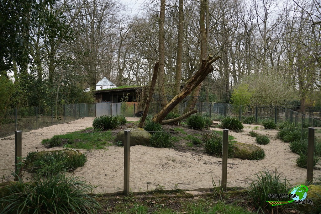Großer Ameisenbär - Zoo Dortmund