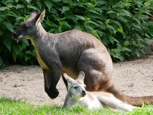 Zoo Duisburg Galerie