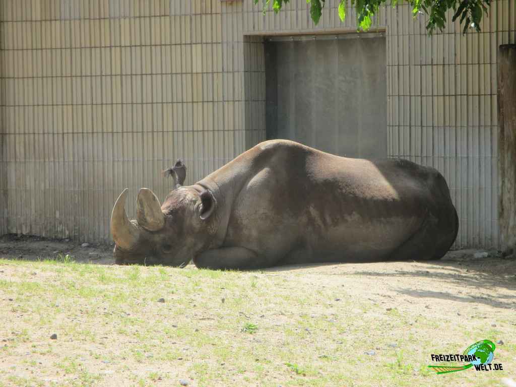 Nashorn - Zoo Frankfurt