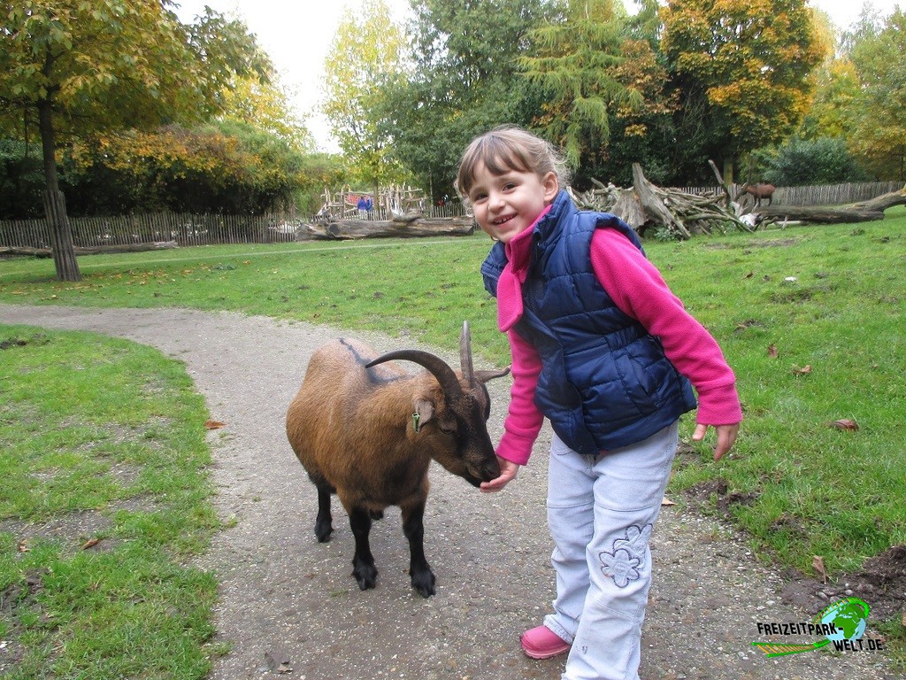 Afrikanische Zwergziege - Zoo Parc Overloon | Freizeitpark-Welt.de