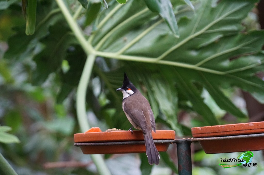 Asien - ZOOM Erlebniswelt